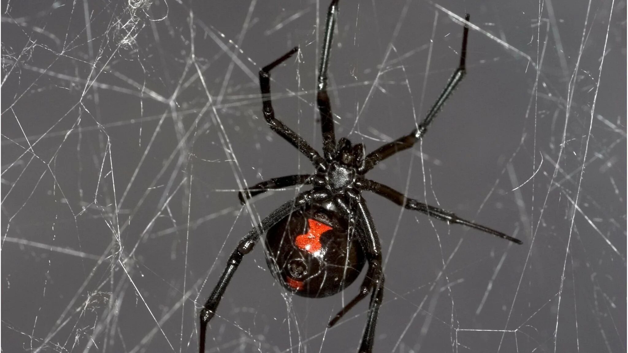 У какого паука черная паутина. Чёрная вдова паук паутина. Чёрная вдова паук паутина черная. Каракурт паук паутина. Паук черная вдова пацьина.