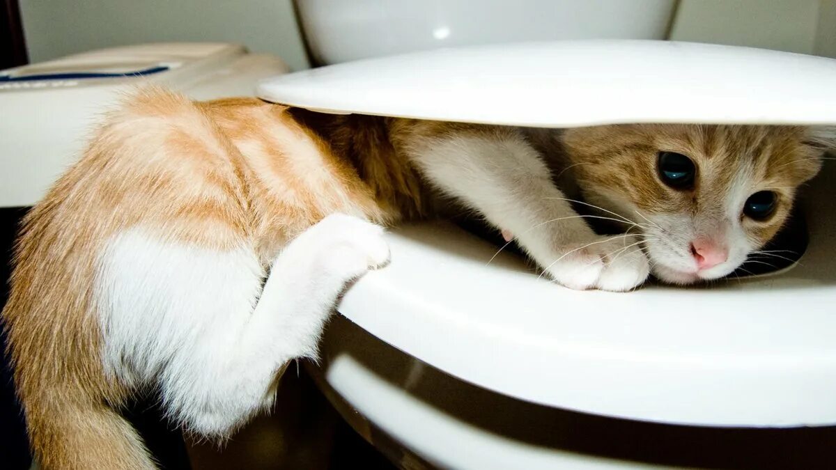 Как приучить кота какать