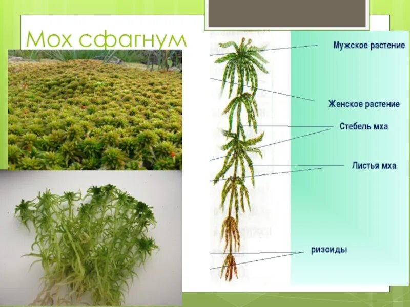 Части растения мха. Мох сфагнум ризоиды. Побег сфагнума. Мох сфагнум строение. Торфяной мох ризоиды.