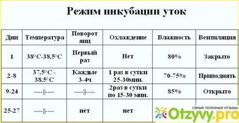 Тая сидела напротив инкубатора