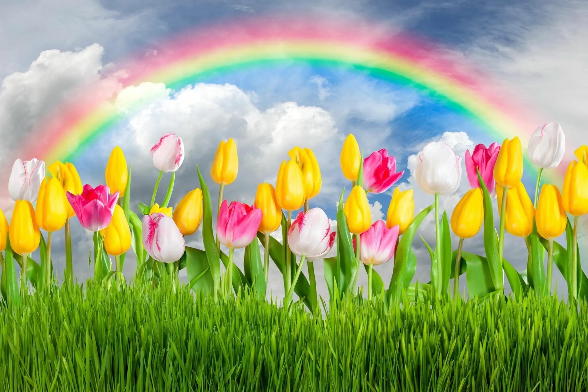 Цветной праздник. Яркие весенние цветы. Весенние тюльпаны. Цветы радуги.