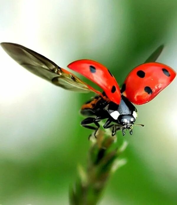 dontcallmebetty Ladybug, Lady beetle, Ladybird