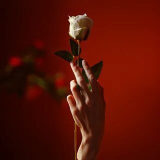 Красная роза в руке (33 фото) .