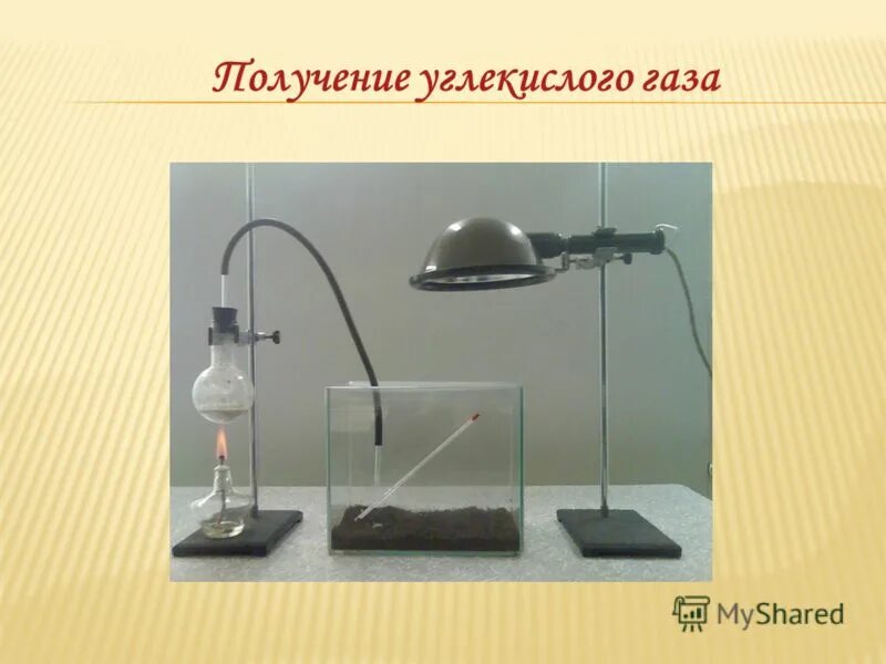 как углекислый газ попадает. как углекислый газ попадает. биогеохимический круговорот кислорода. углекислый газ для растений. поступление воды в растение.