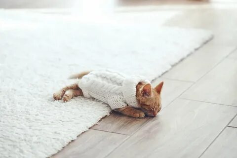 Котенок на ковре