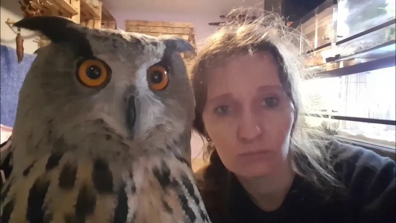 Сова ми ми ми