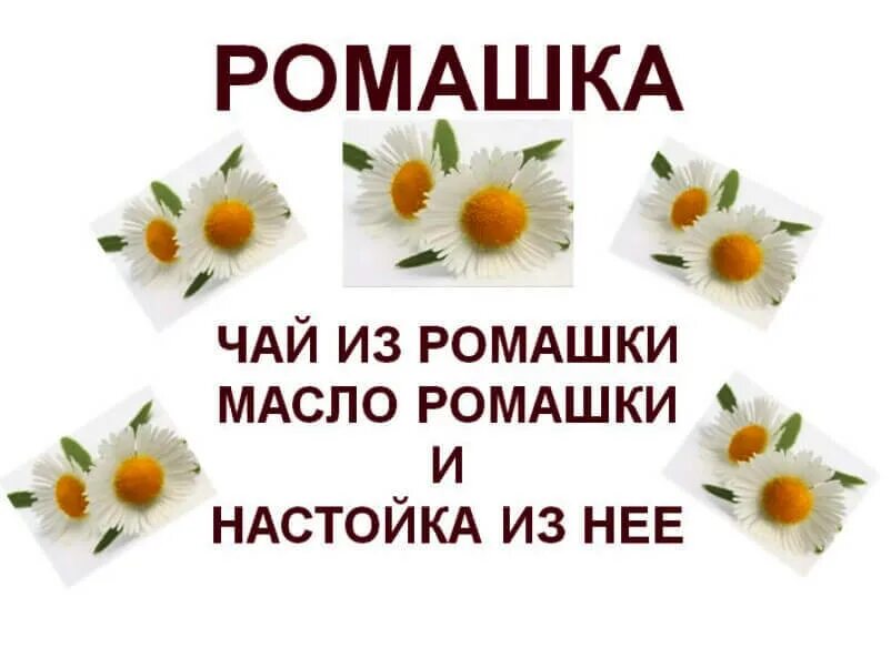 Польза ромашки для мужчин. Этикетка ромашкового чая. Ромашковая настойка. Настойка ромашки польза. Изделия из ромашки для здоровья.