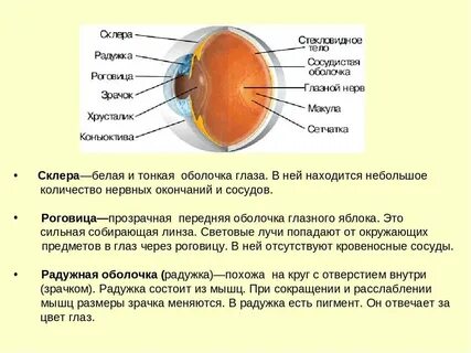 Оболочка глаза содержащая пигмент
