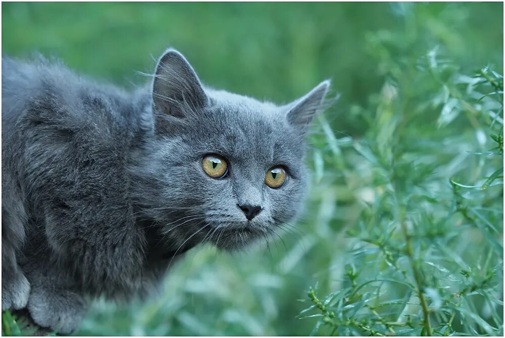 Серию кошечек