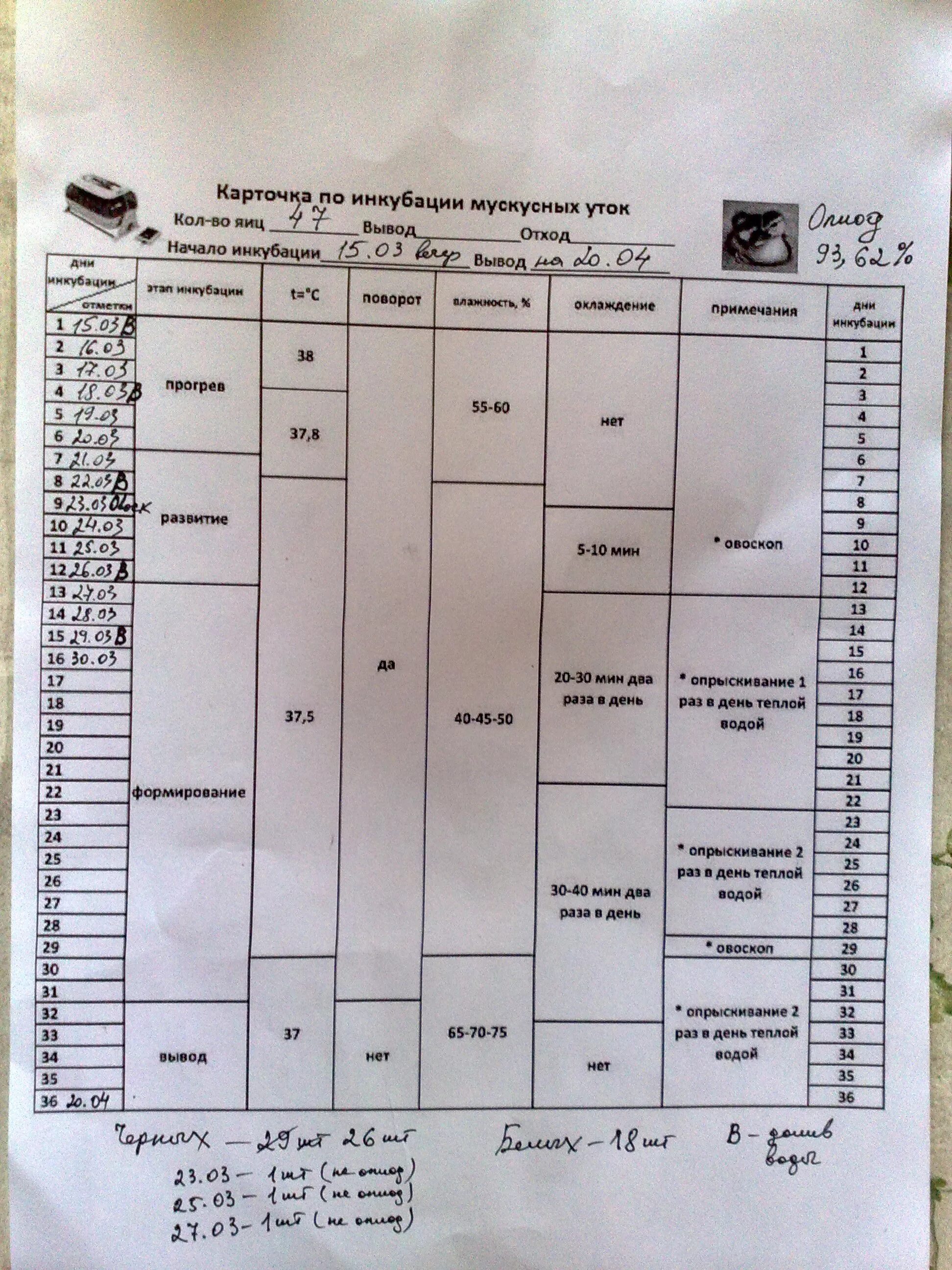 Режим инкубации блиц. Таблица инкубации утиных яиц в инкубаторе. Таблица инкубации мускусной утки. Таблица инкубации утиных яиц индоутки. Таблица инкубации яиц индоутки в инкубаторе.