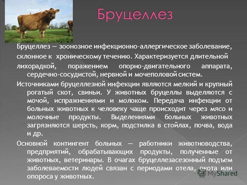 Что за болезнь бруцеллез у человека симптомы. Бруцеллез КРС симптомы. Бруцеллез крупного рогатого скота симптомы. Симптомы бруцеллеза у коров.