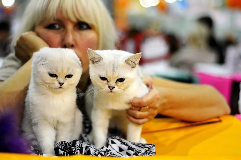 Выставка котов в Крокусе. Выставка кошек в Мурманске 2022. Выставка кошек Мурманск. Выставка котов фигурок.