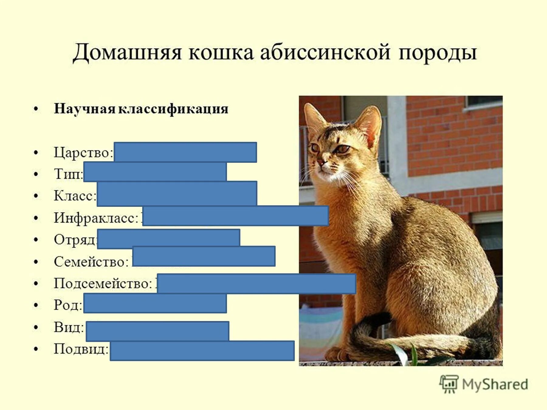 Систематической категорией объединяющей всех млекопитающих животных считается. Кошки царство Тип класс отряд семейство. Классификация кошки домашней. Систематика животных кошка. Научная классификация кошек.