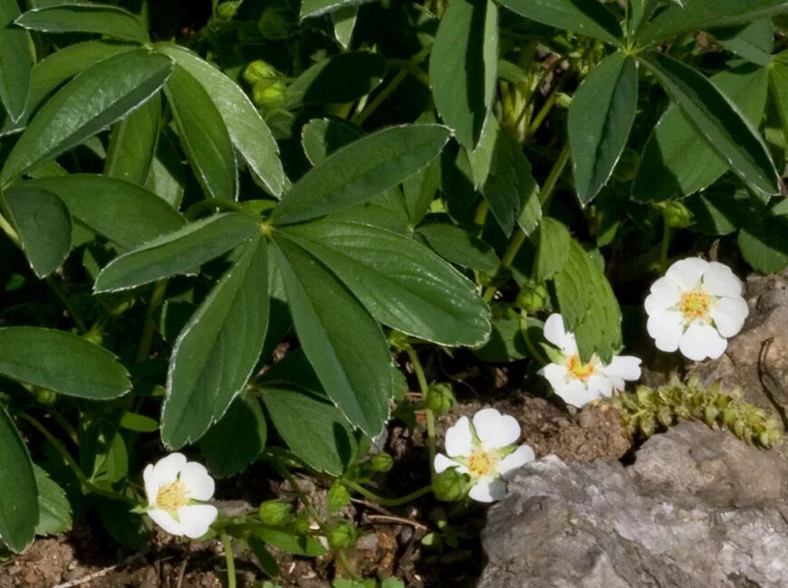 Лапчатка белая пятипал. Лапчатка белая где растет. Лапчатка белая растение. Лрп лапчатка белая. Лапчатка белая (potentilla alba l.