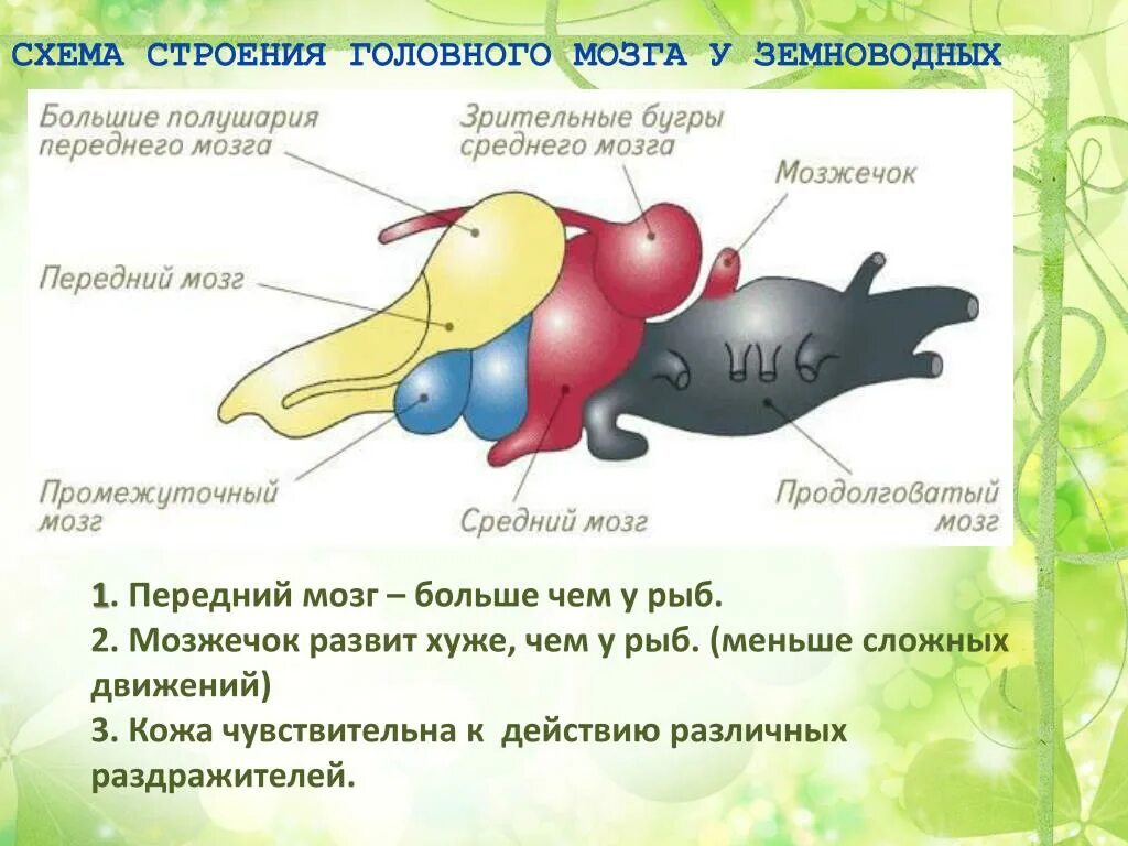 Какой отдел мозга развит у рыб. Головной мозг земноводных. Строение золовного могза земноводных. Отделы мозга земноводных. Строение мозга амфибий.