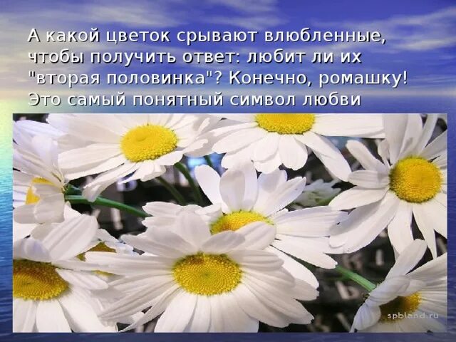 Ромашка символ семьи. Ромашка символ праздника семьи любви и верности. Цветок символ семьи. Ромашка символ любви и верности.