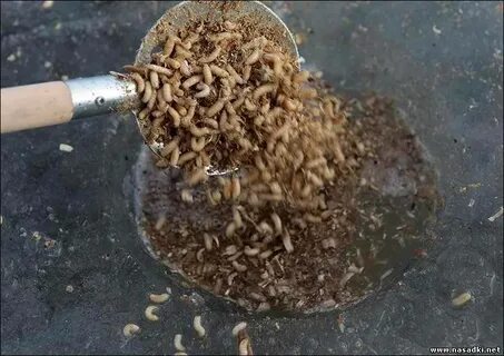 Как избавится червячки