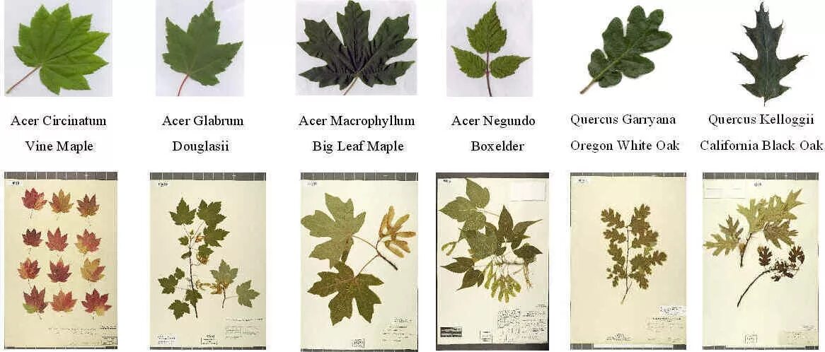 листья для гербария с названиями. гербарий название листьев. гербарий название листьев. гербарий с названиями листьев. гербарий листья деревьев.