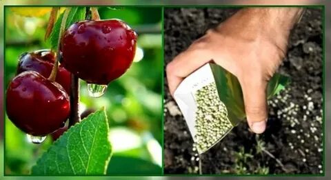 Вишня какие удобрения