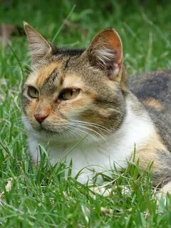 Swk hi cat