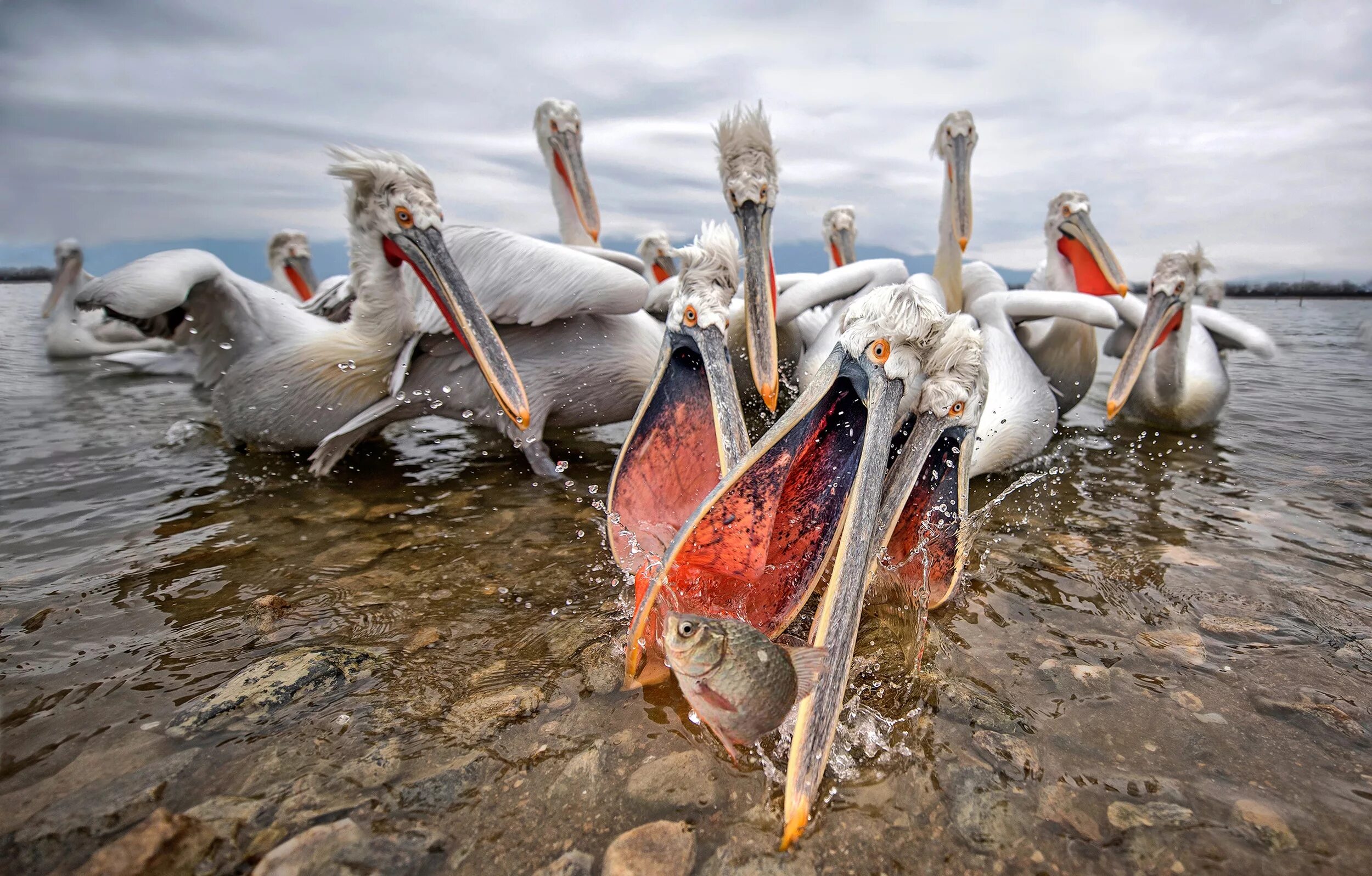 Seabirds it seems