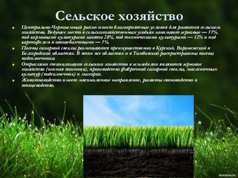 Специализация цчр. Хозяйство центрально черноземного района. сельское хозяйство центрально черноземного района. цчр хозяйство района. сельскохозяйственные районы центрально черноземного района.