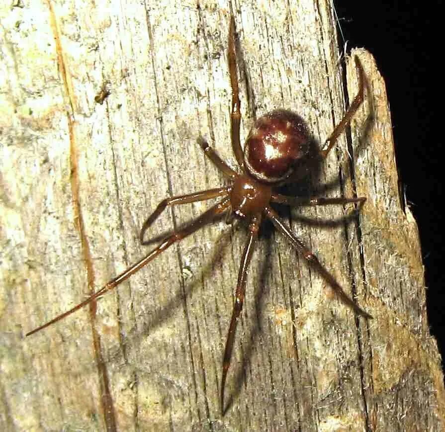 Стеатода Гросса паук. Домовый паук Steatoda grossa. Стеатода capensis. Стеатода крупная - Steatoda grossa..