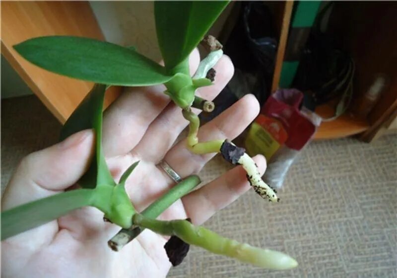 Детки орхидеи фаленопсис. Орхидея фаленопсис детка. Черенкование орхидеи фаленопсис. Орхидея фаленопсис размножение.
