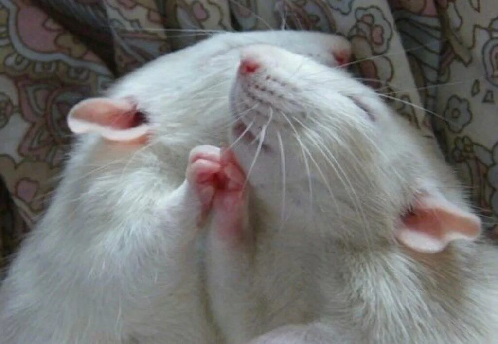 крыса и мышь отличия. мышиный хомяк. крыски обнимаются. о мышах и людях. крысы мемы подруги.