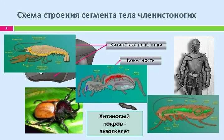 Наружный хитиновый покров разделенное на отделы тело. Членистоногие Хитиновый Покров. Хитиновый Покров у членистоногих. Сегменты тела членистоногих. Строение хитинового Покрова.