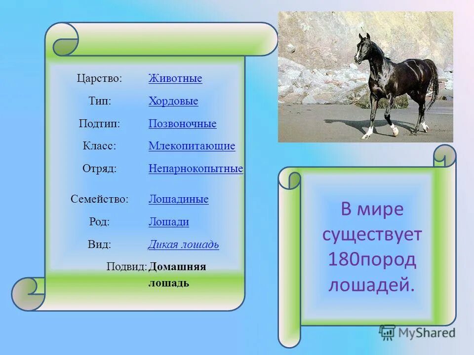 Царство тип подтип