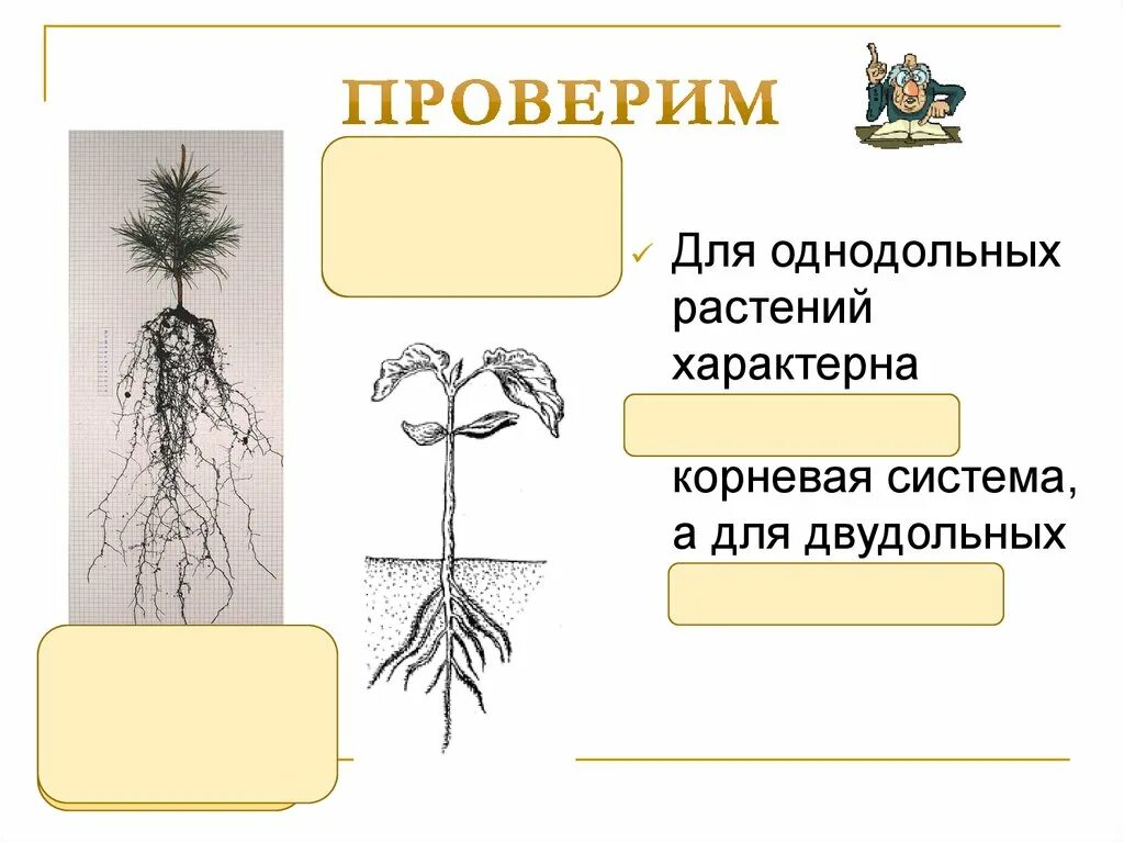 Мочковатая система у однодольных или двудольных. Мочковатая корневая система. Мочковатая корневая система характерна для. Типы корневых систем стержневая и мочковатая. Стержневая система характерна для.