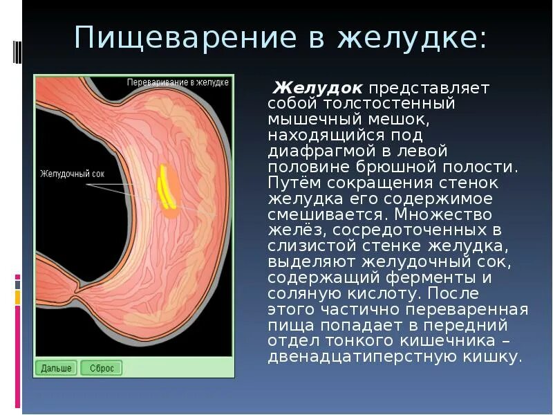 Почему выделяется желудок. Желудок представляет собой. Сокращение желудка.