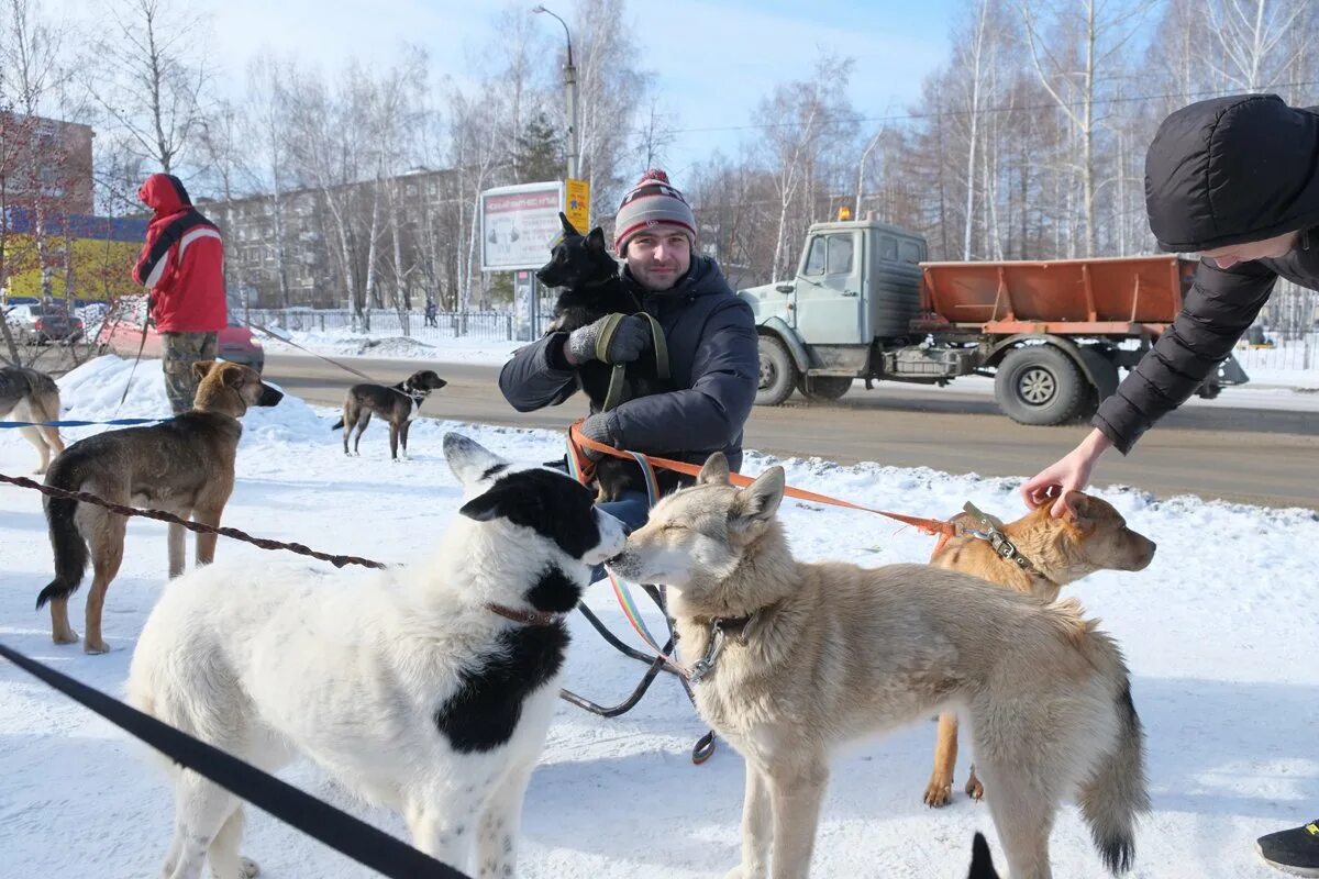 Первоуральск приют для бездомных собак. Ревда животные. Животное из ревды. Ревда животные. Ревда животные.