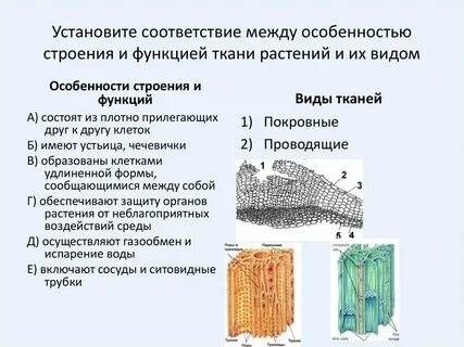 Какие компоненты тканей