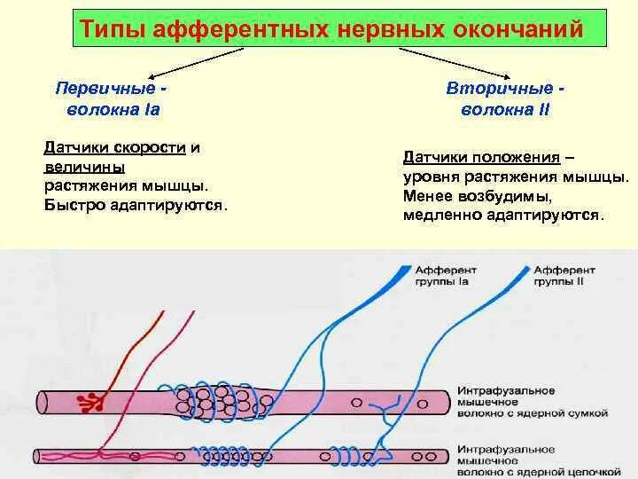 Нервные окончания функции. Афферентные нервные окончания. Первичные и вторичные нервные окончания. Типы нервных окончаний. Назовите типы нервных окончаний..