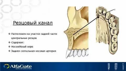 Резцовый канал на латыни