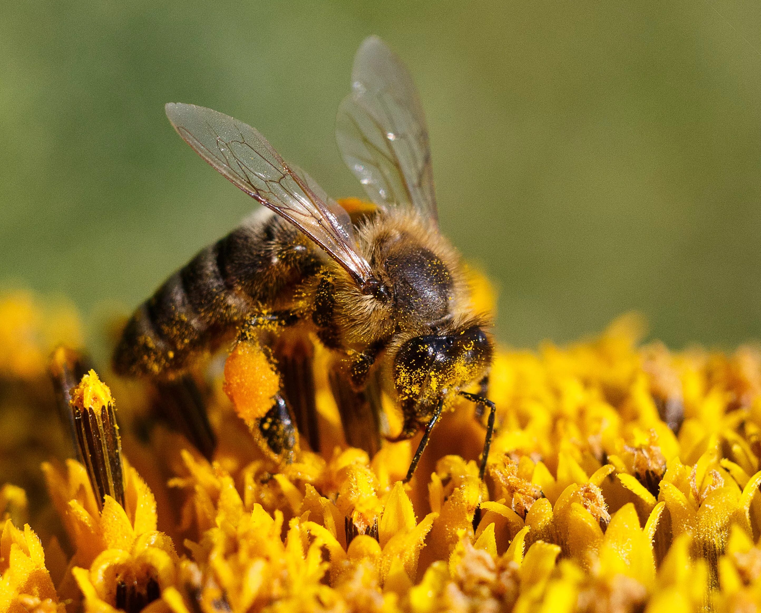 Пчела мохнатоногая. Пчела мед пчеловод. Пчела Ханни. Пчелы, мед, пасека. День пыльцы