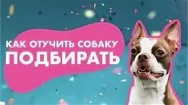 Как отучить щенка подбирать с земли