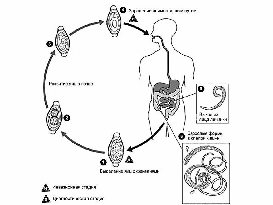 Аскарида человеческая основной и промежуточный хозяин. Жизненный цикл власоглава схема. Власоглав человеческий жизненный цикл. Жизненный цикл острицы схема. Власоглав жизненный цикл.