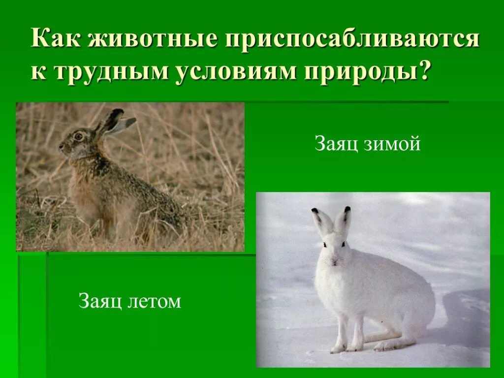Приспособление лисы к среде обитания
