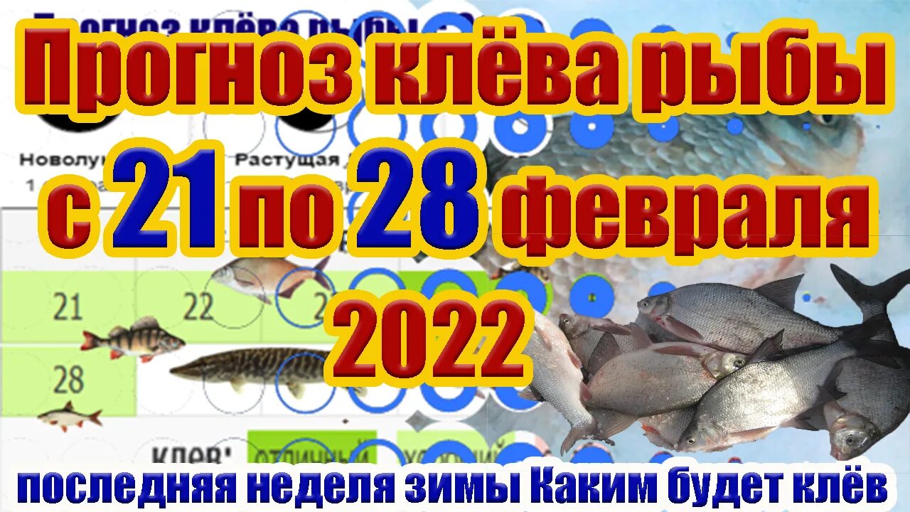 Прогноз клева рыбы на февраль. Календарь клёва рыбы на 2023. Календарь рыболова. Лунный календарь рыболова. Когда какая рыба клюет таблица.