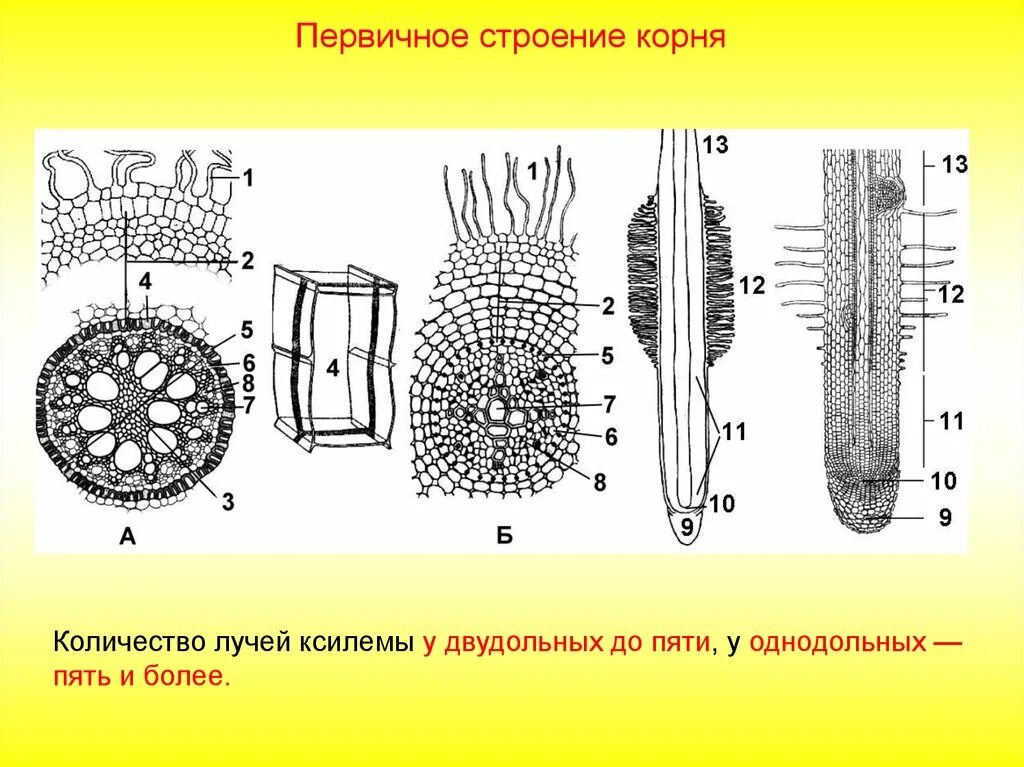 Корни двудольных и однодольных растений. Первичное строение корня однодольного растения. Строение корня однодольных и двудольных растений. Строение корня однодольных. Первичное строение корня двудольного растения.