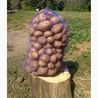 Сорт аризона картофель характеристика фото