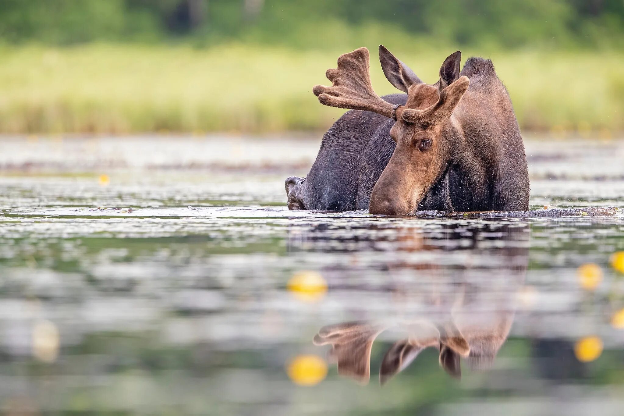 Лось пьет воду. Лось купается. Красивый Лось. Лось плывет. Лось на водопое.