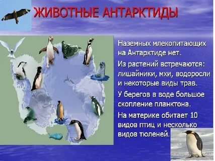 Жизнь организмов материка