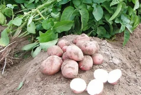 Характеристика сорта картофеля горняк