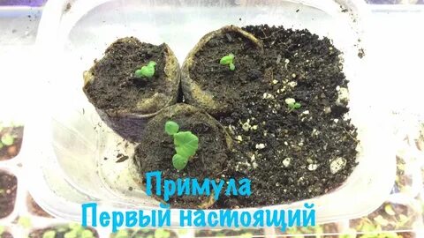 Черенки примулы