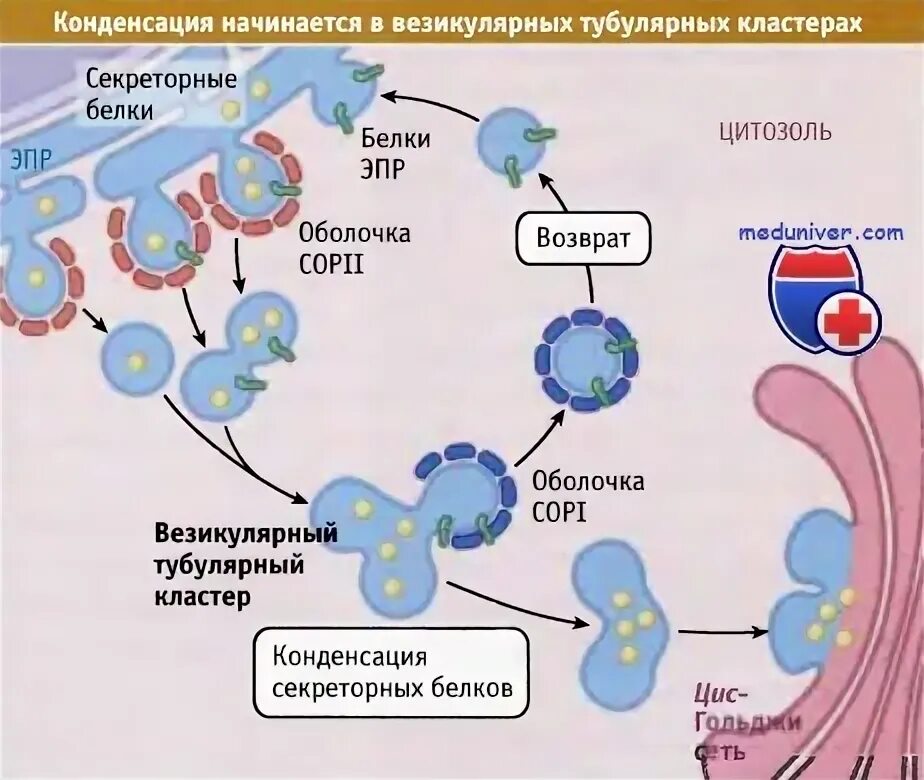 Упаковка веществ в секреторные пузырьки. Тубулярно-везикулярные структуры это. Упаковка веществ в секреторные пузырьки. Мерокриновые апокриновые голокриновые железы гистология. Транспорт веществ через мембрану эндоцитоз и экзоцитоз.