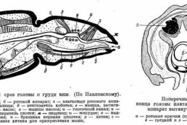 Ротовый. Строение ротового аппарата вшей. Тип ротового аппарата у вшей. Вошь ротовой аппарат. Внутреннее строение головной вши.